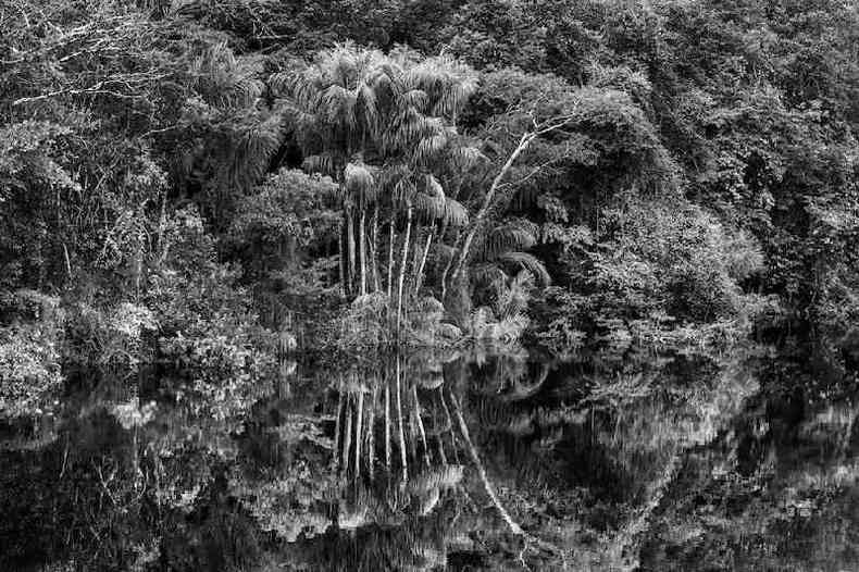 Rio Jaú em imagem da exposição 'Amazônia' na Filarmônica de Paris(foto: Sebastião Salgado)