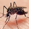 Brasileiros criam sistema para prever epidemias de dengue e febre amarela