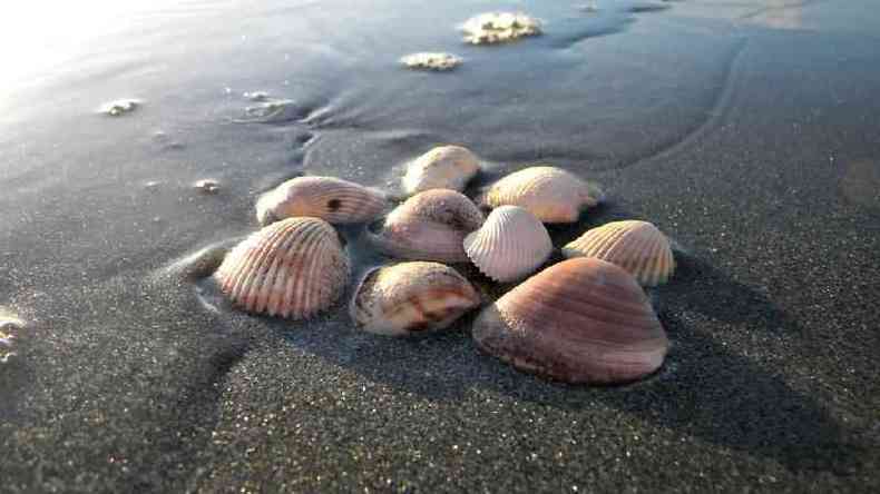 Conchas na beira do mar
