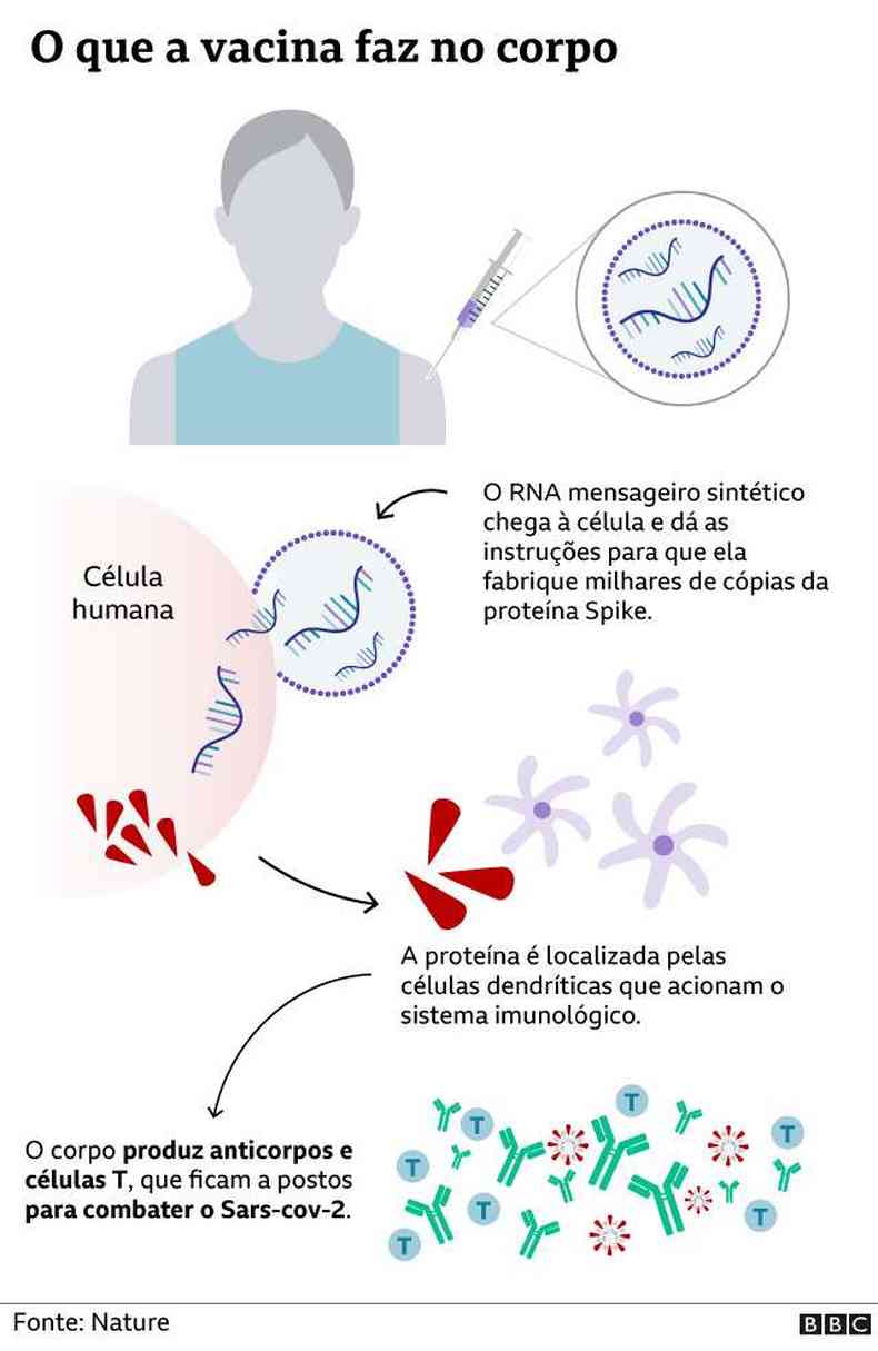 O que a vacina de mRNA faz no corpo