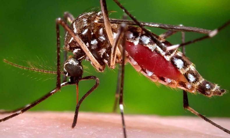 Mosquito da dengue