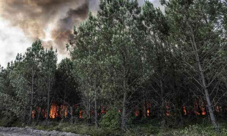 Incndio em floresta na Frana