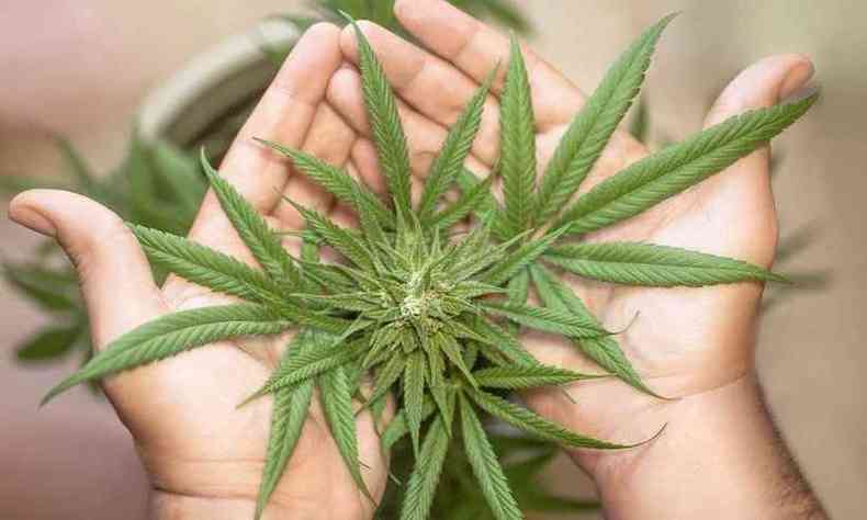 Folhas de Cannabis em cultivo domstico(foto: Pixabay)