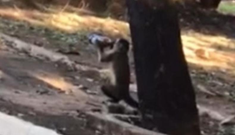 Imagem do macaco tomando cerveja