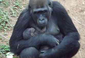 Macho nasceu no dia 5 de agosto, filho da gorila Lou Lou, de 10 anos(foto: Suziane Fonseca/Fundao Zoo-Botnica de BH )