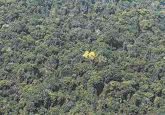 Ip se destaca entre rvores da Amaznia: entre agosto de 2012 e julho de 2013, derrubada aumentou 28%(foto: NACHO DOCE/REUTERS)
