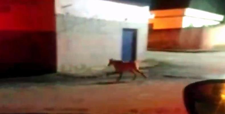Lobo-guar� andando na rua
