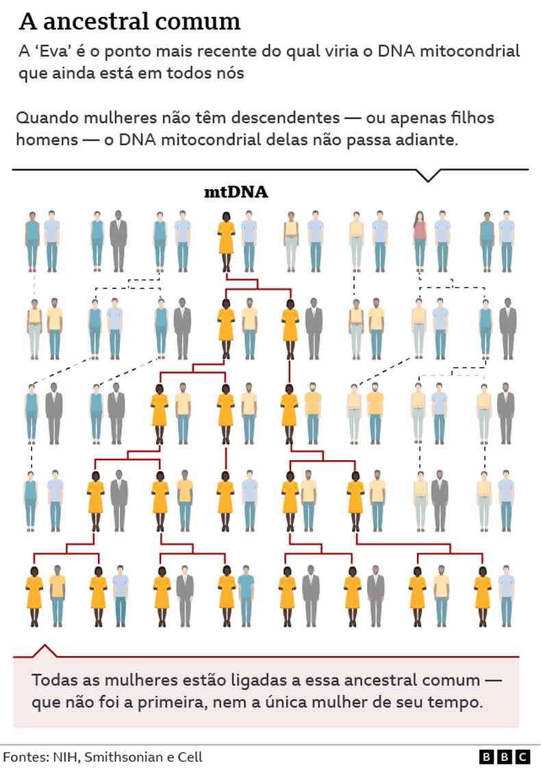 Linhas geracionais de transmisso do DNA mitocondrial