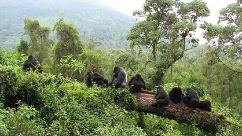 Gorilas em parque nacional na Ruanda: prevenção do desmatamento, da caça e do tráfico de animais previne contato de humanos com animais silvestres, diminuindo consideravelmente a chance de epidemias(foto: PA Media)