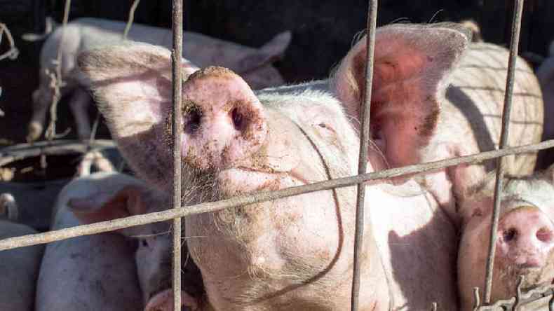 A gripe suna causou pnico em 2009 e levou o Egito a abater 300 mil porcos(foto: Getty Images)