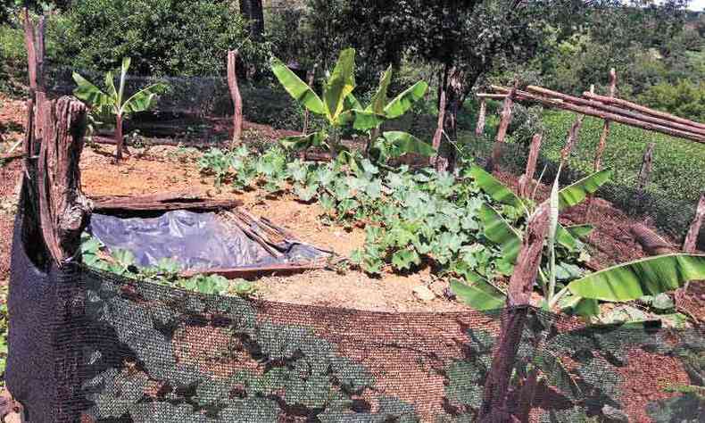 Um dos projetos  o 'Crculo de Bananeira', sistema de reuso da gua para umedecer o terreno e fazer o cultivo da banana
