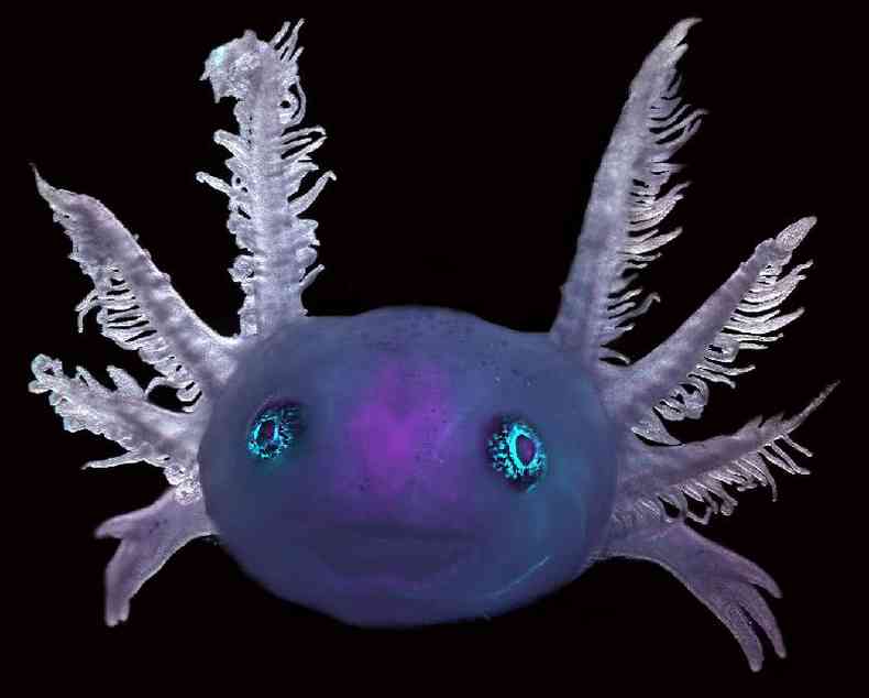 Foto microscpica de um axolote transgnico