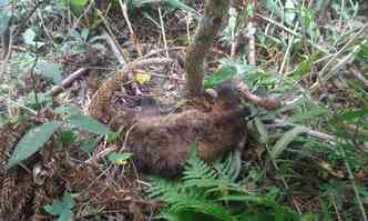 Macacos foram encontrados mortos em 4 de agosto em um bairro da zona rural de Gonalves(foto: Prefeitura de Gonalves/Divulgao)