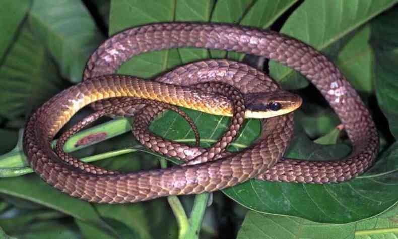 A cobra cip no  venenosa, mas pode atacar se for ameaada