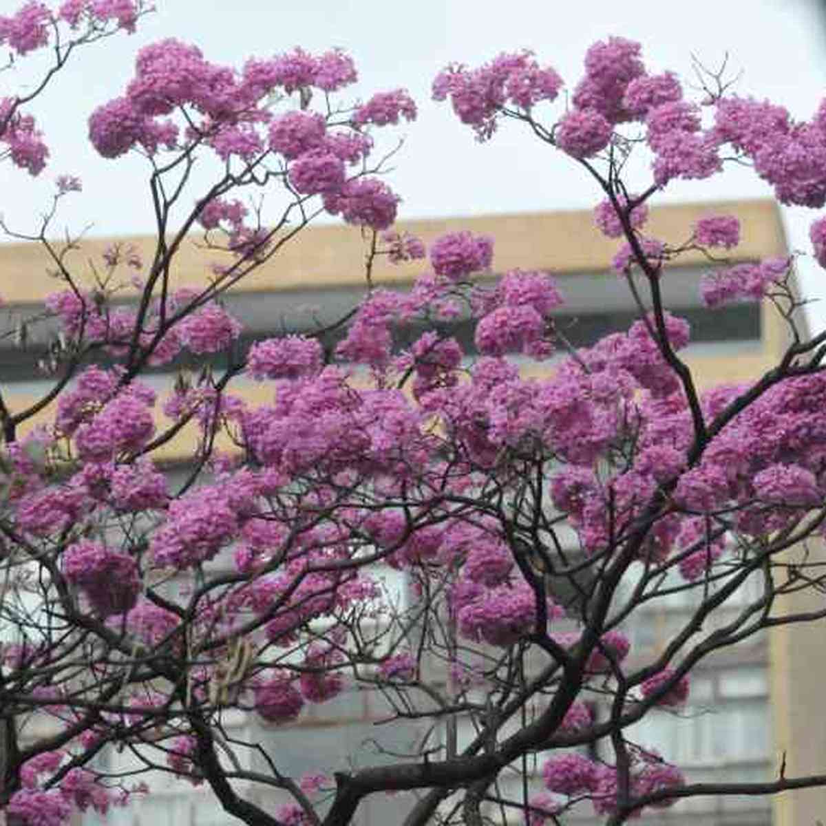 Ipês rosa abrem a temporada de floração da árvore símbolo de BH - Gerais -  Estado de Minas
