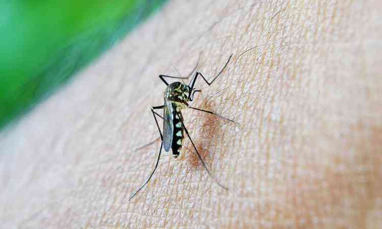 mosquito da dengue, o aedes aegypti 