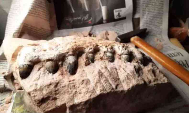 Segundo um especialista, foram descobertos uma vrtebra semelhante  de titanossauro, dentes de dinossauros carnvoros, fragmentos de cascos de tartaruga e um pedao de mandbula de crocodilo(foto: Eixo SP/Divulgao)