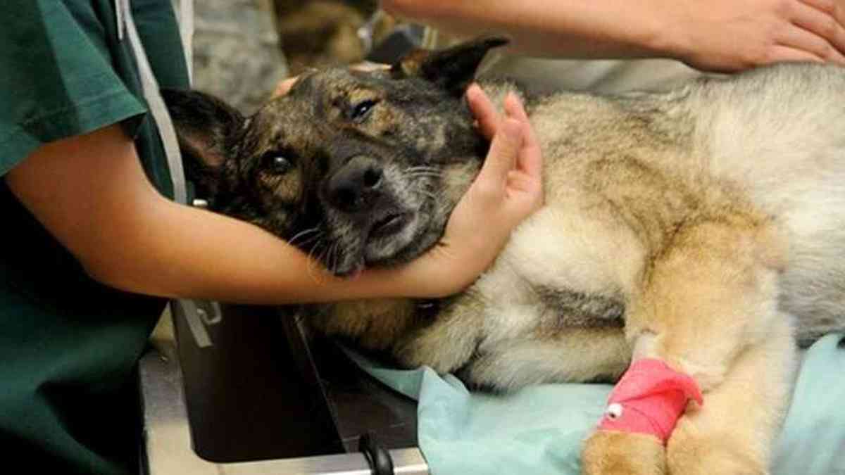 BH ganhará o primeiro Instituto Médico Legal Veterinário do país - Gerais -  Estado de Minas