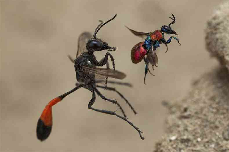 (foto: Frank Deschandol/WPY2020)