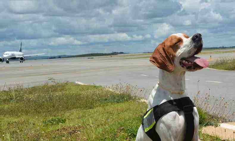 Na foto  possvel ver um dos ces que auxilia no manejo da fauna no aeroporto; Tambm  possvel visualizar um avio na pista de pouso e parte do stio aeroporturio