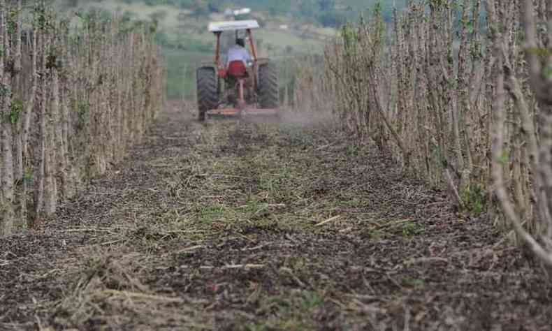 Terceiro ano de seca consecutivo compromete produo de caf no sul do estado(foto: Leandro Couri/EM/D.A Press)