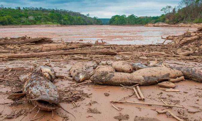 Mortandade de peixes no Rio Doce, que já supera as 10 toneladas, é apenas um dos reflexos do desastre. Vale espera apoio de outras empresas para a revitalização(foto: Elvira Nascimento/Revista Caminhos Gerais) Mortandade de peixes no Rio Doce, que já supera as 10 toneladas, é apenas um dos reflexos do desastre. Vale espera apoio de outras empresas para a revitalização(foto: Elvira Nascimento/Revista Caminhos Gerais)