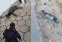 Mais de 50 c�es e gatos morrem com suspeita de envenenamento em cidade de MG