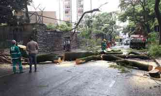 Queda de rvore na Rua Josaf Belo, no Bairro Cidade Jardim(foto: Sidney Lopes/ EM/AD/Press)