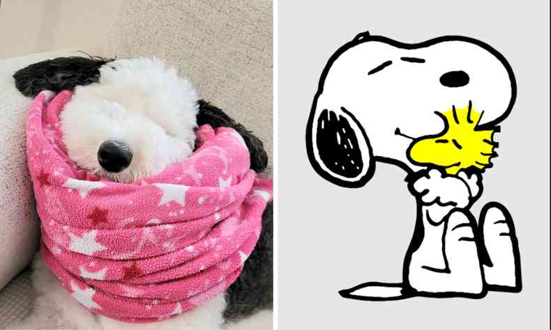 cadela e sua semelhana com o Snoopy