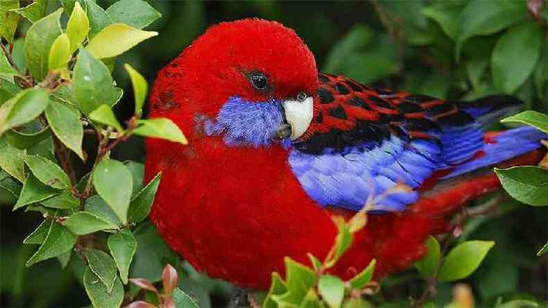 Os bicos dos papagaios australianos esto ficando maiores com o aumento da temperatura