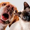 Pets podem tratar ansiedade, depressão e alergias respiratórias