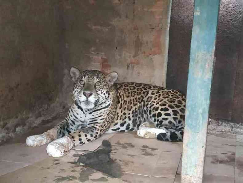 Amanaci com as patas enfaixadas