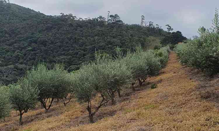 plantao de oliveiras no sul de minas