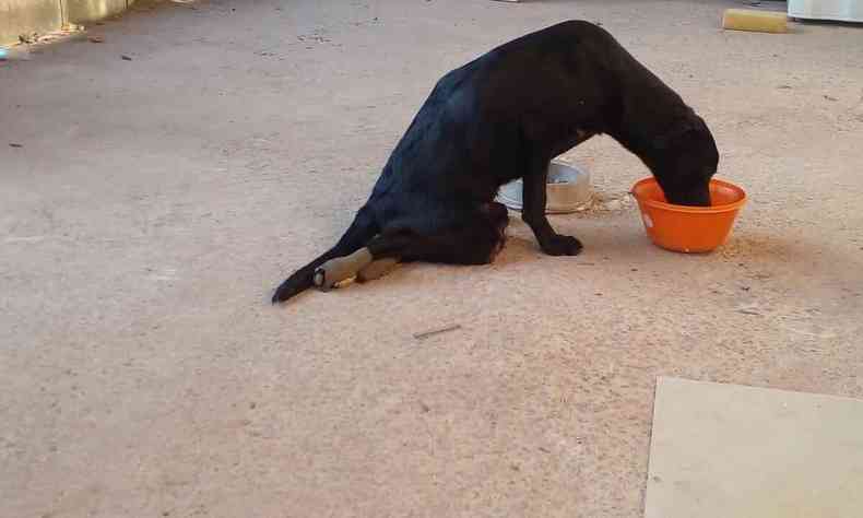 Vira lata preto se alimentando em vasilha laranja, em quintal de casa. 