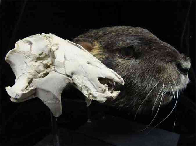 Vintana era cerca de duas vezes o tamanho de uma marmota moderna. Tinha incisos similares aos dos roedores e molares  prova de desgaste, supostamente para mastigar razes, sementes e frutas(foto: REUTERS/Joseph Groenke/Stony Brook University/Handout via Reuters )