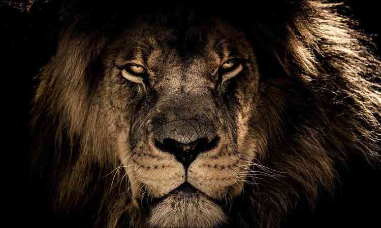 Imagem: close da face de um leo
