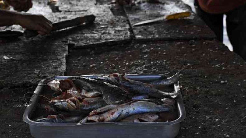 Peixes contaminados em Lago de Maracaibo