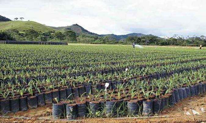 Mudas de Macaúba: plantio tem crescido na região da Zona da Mata e há demanda para outros 38 municípios, incluindo o Sul de Minas e a região das Vertentes(foto: Sérgio Motoke/Divulgação) Mudas de Macaúba: plantio tem crescido na região da Zona da Mata e há demanda para outros 38 municípios, incluindo o Sul de Minas e a região das Vertentes(foto: Sérgio Motoke/Divulgação)
