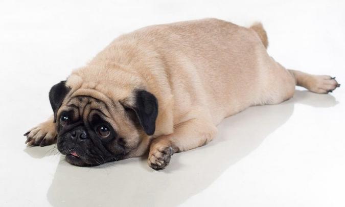 Olho grande! Sim, cães comem por gula(foto: PetShow/Divulgação) Olho grande! Sim, cães comem por gula(foto: PetShow/Divulgação)