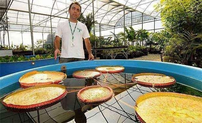 Especialista Marco Otávio Pivari, curador do jardim botânico, mostra algumas espécies na Estufa Equatorial, como a vitória-régia(foto: Juarez Rodrigues/EM/D.A Press) Especialista Marco Otávio Pivari, curador do jardim botânico, mostra algumas espécies na Estufa Equatorial, como a vitória-régia(foto: Juarez Rodrigues/EM/D.A Press)