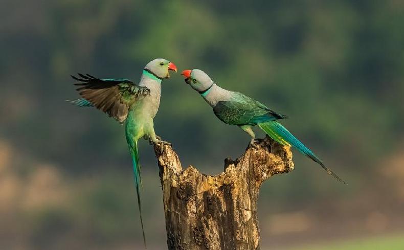 Dois periquitos Malabar lutando em Karnataka, na ndia