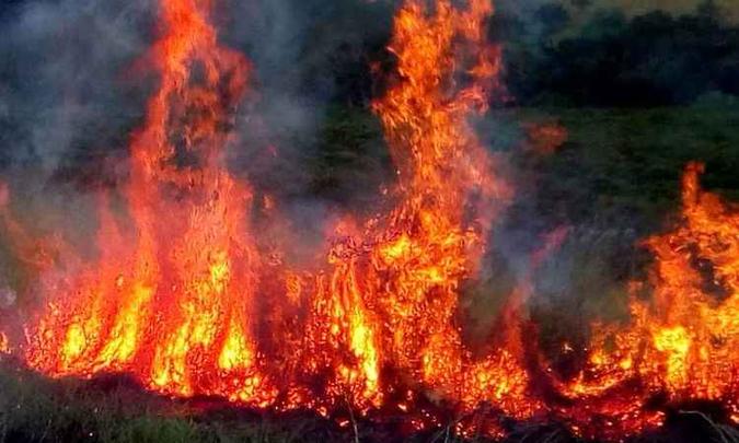 Labaredas com cerca de dois metros de altura consumiram cerca de cinco hectares de mata(foto: Corpo de Bombeiros/Divulgação) Labaredas com cerca de dois metros de altura consumiram cerca de cinco hectares de mata(foto: Corpo de Bombeiros/Divulgação)