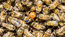 Por que o mel  um superalimento para as abelhas