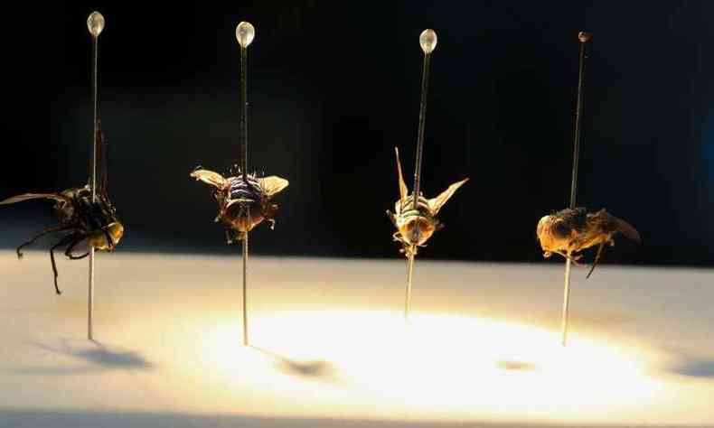Estudos de entomologia forense comeam a ser desenvolvidos em Minas Gerais(foto: Ceclia Bastos/Usp Imagens)