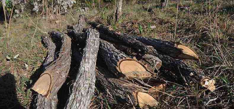 Troncos amontoados onde antes havia um bosque. Destruio sem controle prxima  rea federal de preservao ambiental(foto: Leandro Couri/EM/D.A Press)