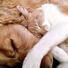 Como a convivência com pets traz benefícios à saúde mental