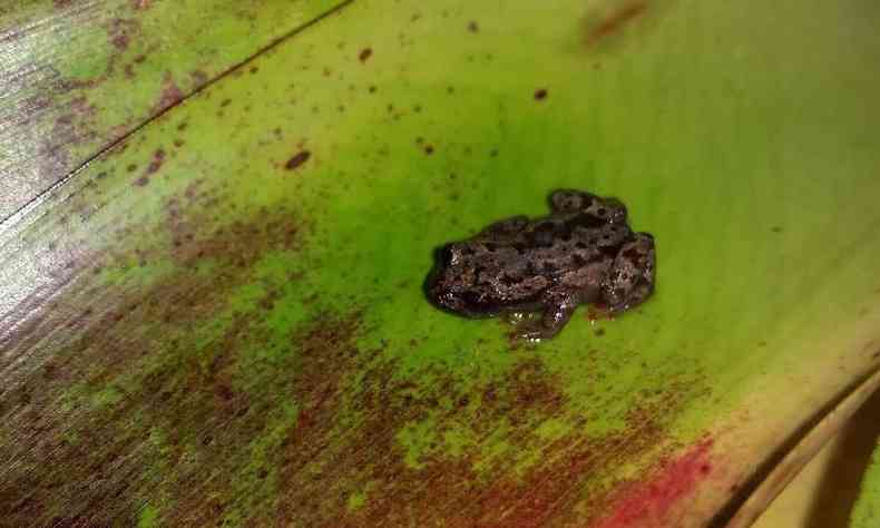 Sapo recm descoberto na Serra do Espinhao, em Minas Gerais