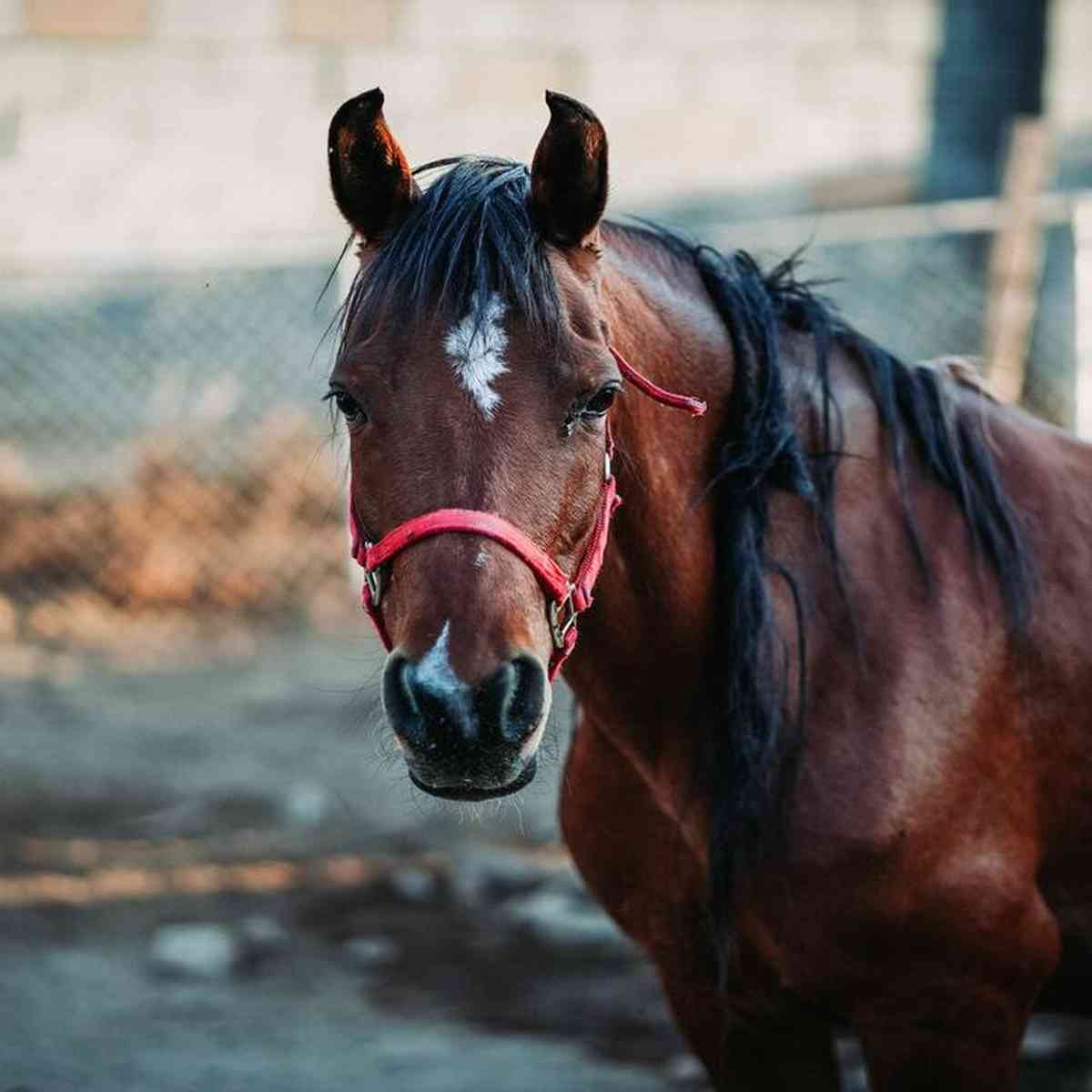 Corridas de cavalos: lesões e sacrifícios impactam fãs e críticos -  Internacional - Estado de Minas