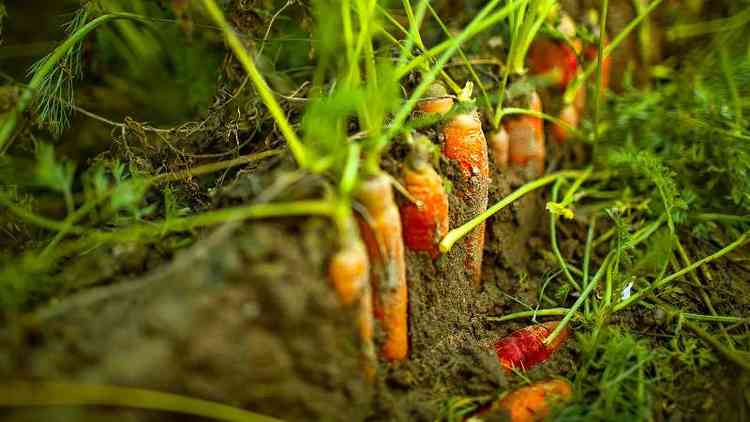 Plantao de cenouras