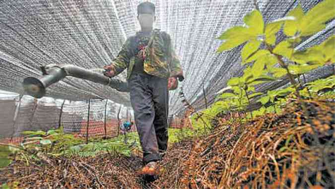 Agricultor aplica inseticida na China: agrotxicos tm impacto sobre diversos animais(foto: SIMON LIM/GREENPEACE/AFP - 12/5/2013)
